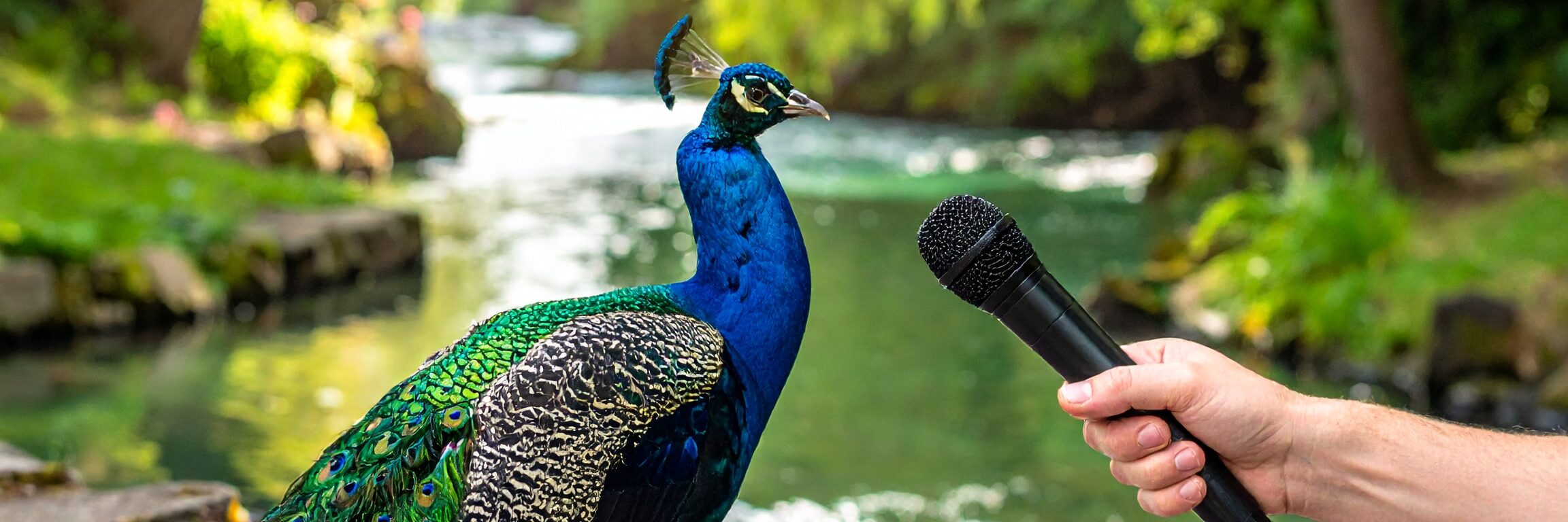 Pfau im Interview