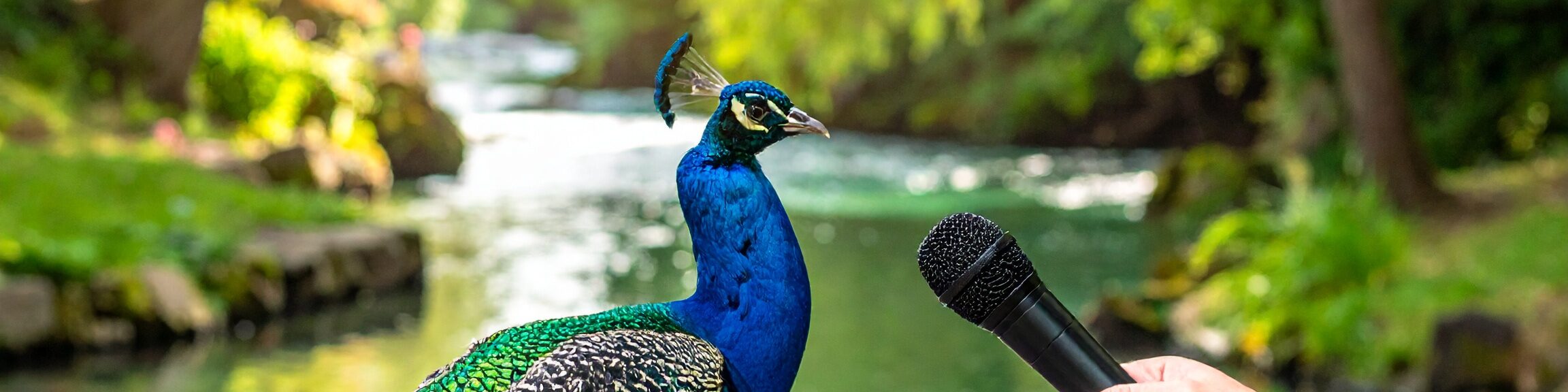 Pfau im Interview