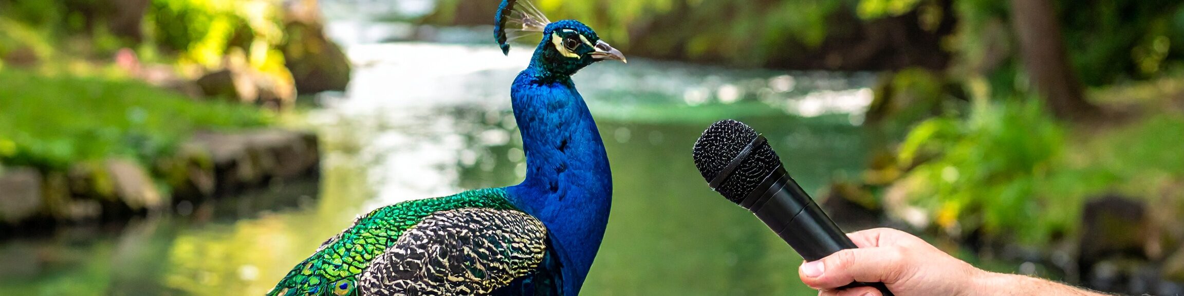 Pfau im Interview