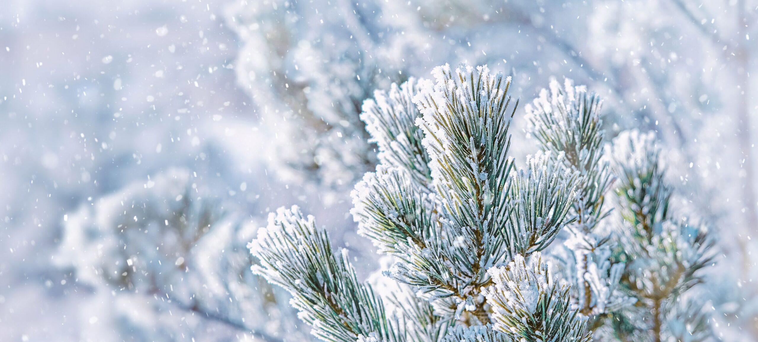 Winterzweige im Schnee
